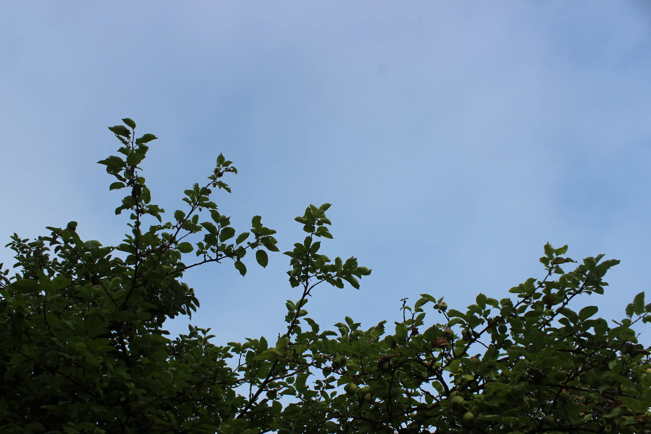 Baumkrone mit Blättern